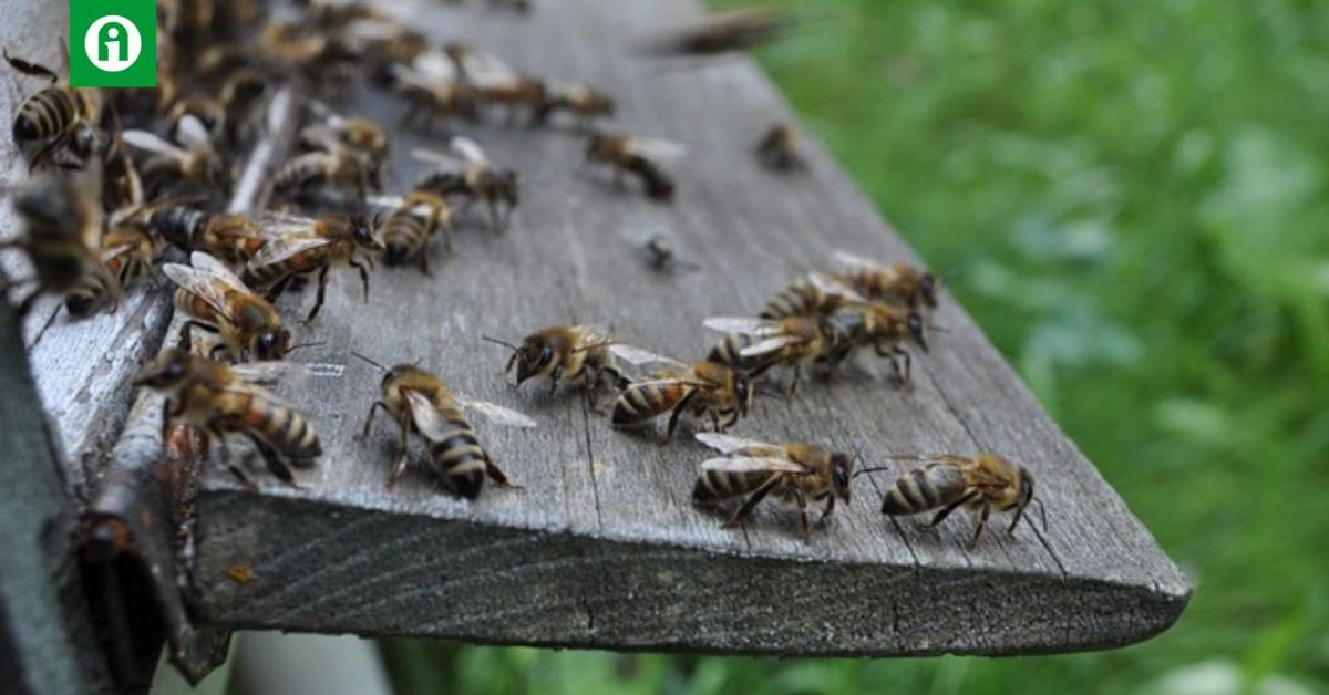A méhek a sötétben is érzékelik a társaik táncát