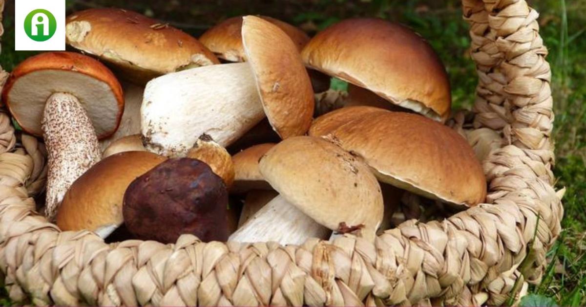 Hogyan találjuk meg a tökéletes gombákat az erdőben? 
