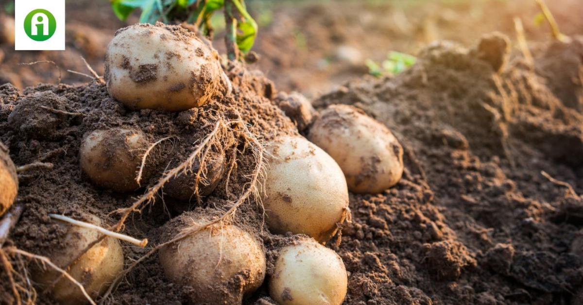 Ez már a természet megerőszakolása? Speciális fehérjét gyártatnak a burgonyával Ez már a természet megerőszakolása? Speciális fehérjét gyártatnak a burgonyával