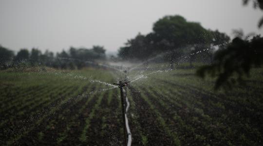 Hogyan lehet maximalizálni az egy hektárra jutó bevételt? Füzesabonyban tudják