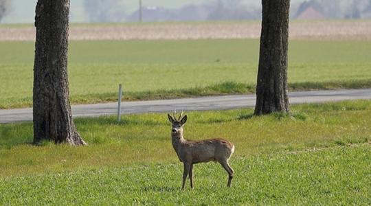 A mesterséges intelligencia segítségével elkerülhetők lesznek a vadbalesetek?
