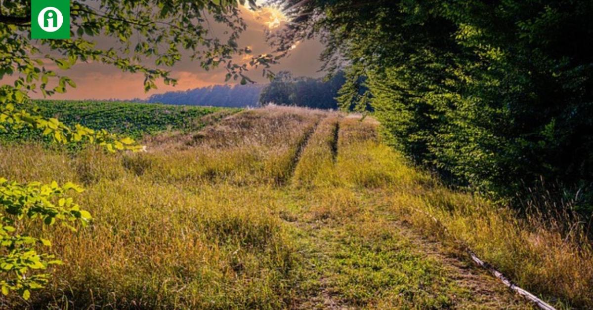 Főzzük meg a gyomokat a szántóföldön! Főzzük meg a gyomokat a szántóföldön!