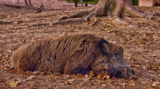 Keresőkutyákkal akadályoznák meg a veszélyes kór terjedését