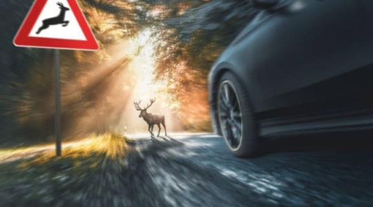 Szarvas a szélvédőben – mindig az autós a hibás?