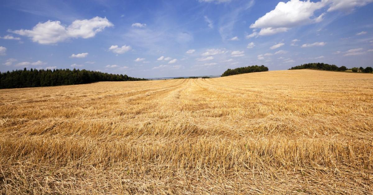 Kincset ér a szalma, ha a tarlón marad! Kincset ér a szalma, ha a tarlón marad!