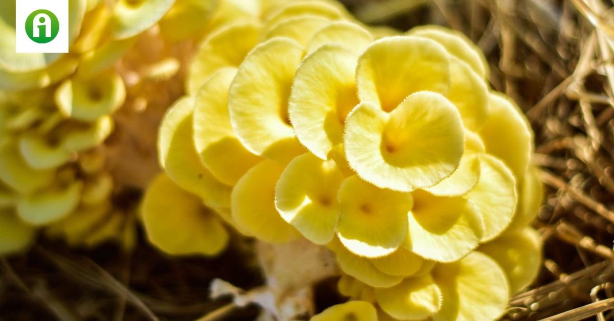 Az aranysárga laskagomba lesz a következő őrület?