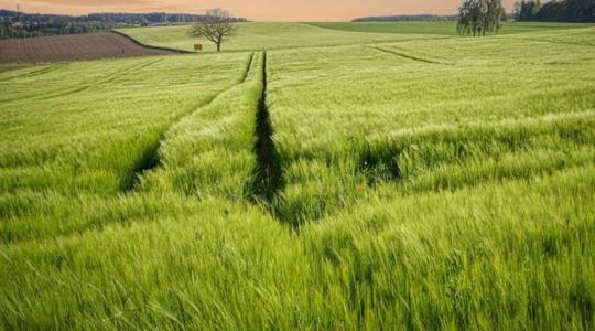 Piros vagy lila lesz a jövő búzatáblája? 