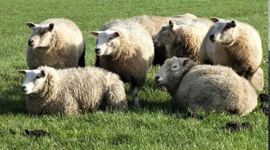 Juhtenyésztők, figyelem! Ezt érdemes tudni a száz napos birtokontartási időszakról