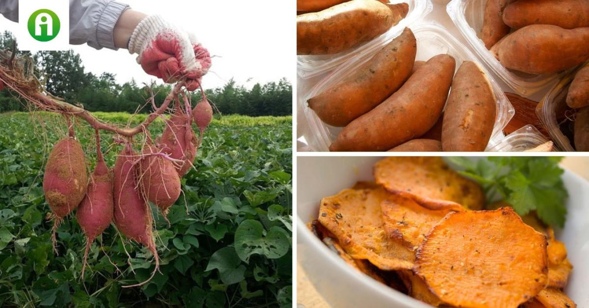 Édesburgonya termesztése: mutatjuk, mi a titka Édesburgonya termesztése: mutatjuk, mi a titka
