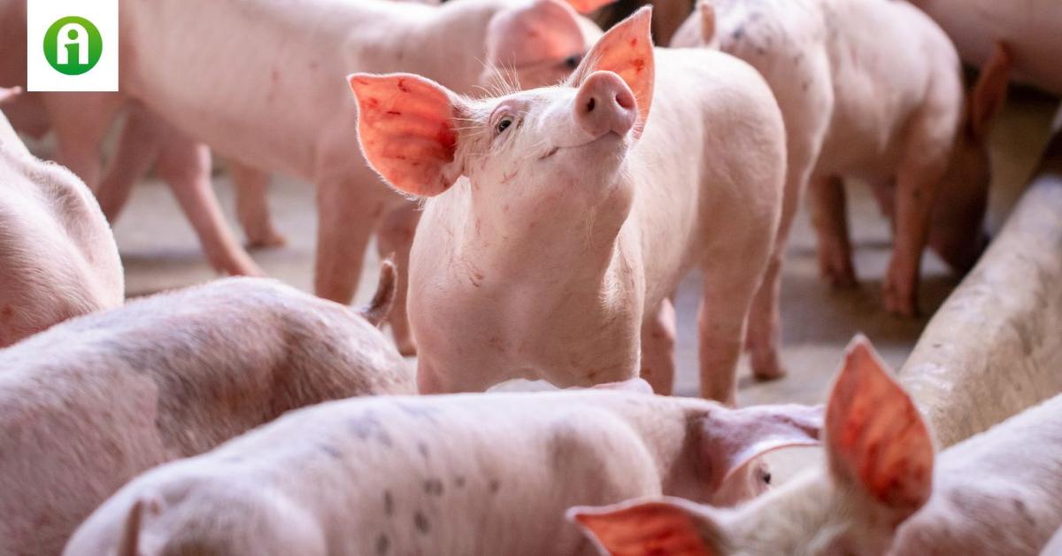 Brutálisan megugrott Magyarország élősertés-kivitele Brutálisan megugrott Magyarország élősertés-kivitele