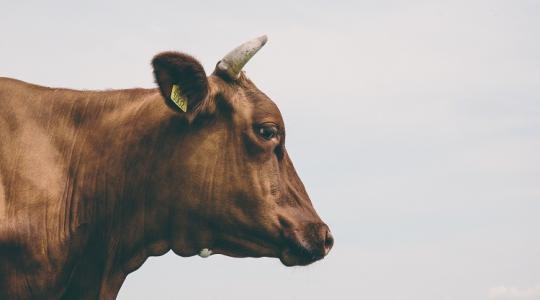 Állattartó vagy? Itt a segítség legújabb pályázati feltételekhez!