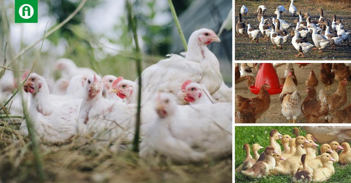 Baromfi Világnap: május 10-e a baromfis szakma ünnepe