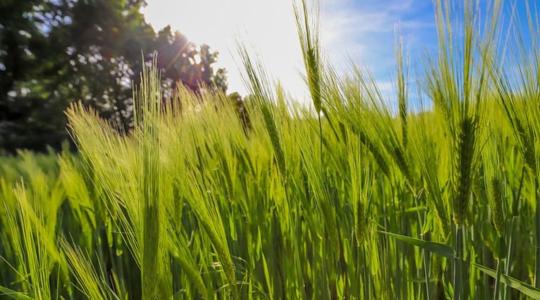 Az emelkedő búzaexport ellenére is nyomottak az árak