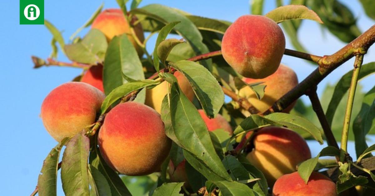 A török őszibarack és nektarin már olcsóbb az almánál A török őszibarack és nektarin már olcsóbb az almánál