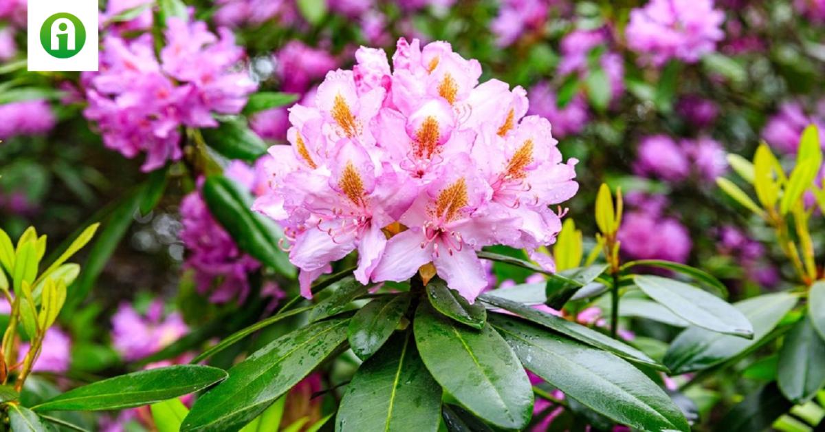 Ezt add meg a rododendronnak, és csodálatos látványban lesz részed! Ezt add meg a rododendronnak, és csodálatos látványban lesz részed!