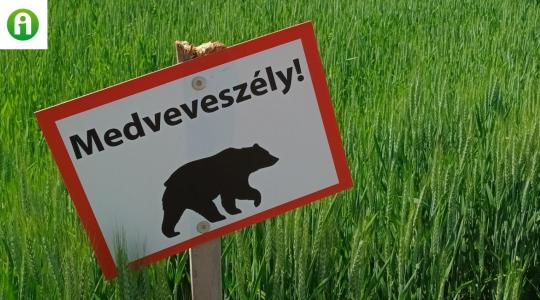 Medveveszély egy Budapesthez közeli településen