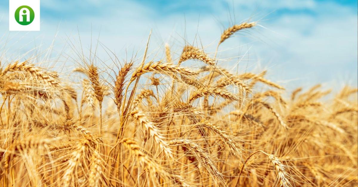 Meglepő fordulat: emelkedni kezdett a takarmánybúza ára Meglepő fordulat: emelkedni kezdett a takarmánybúza ára
