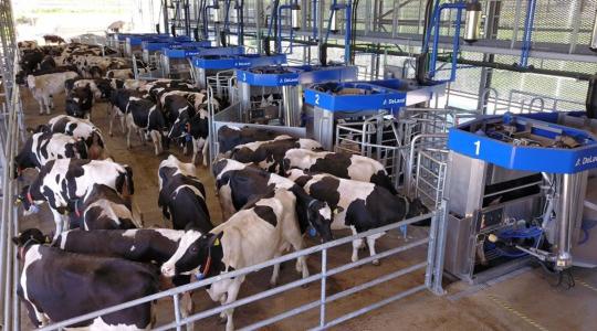 Robotfejés másképp: VMS™ Batch Milking