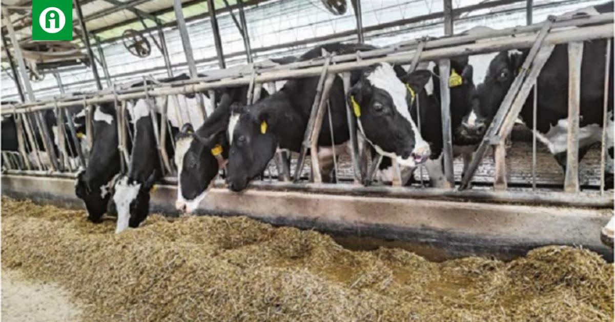 Bepillantás egy sikeres magyar tehenészet működésébe