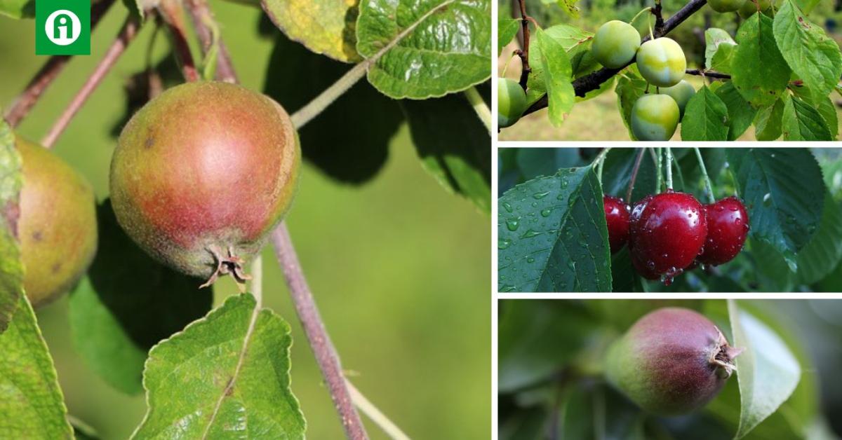 Milyen feladatok várnak ránk a gyümölcsösben?