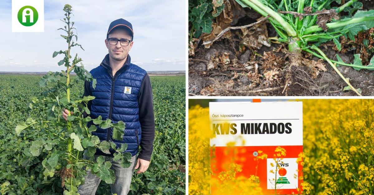 Növelje a nitrogén-felhasználás hatékonyságát Best4N! repcehibridekkel Növelje a nitrogén-felhasználás hatékonyságát Best4N! repcehibridekkel