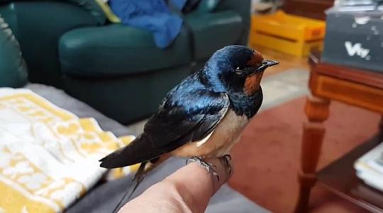 Börtönbüntetés is járhat a fecskefészek leveréséért