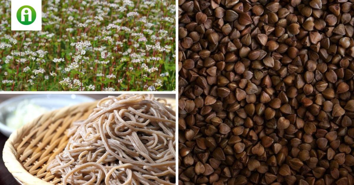 Hajdina, quinoa, teff: virágzik a gluténmentes gabonák piaca Hajdina, quinoa, teff: virágzik a gluténmentes gabonák piaca