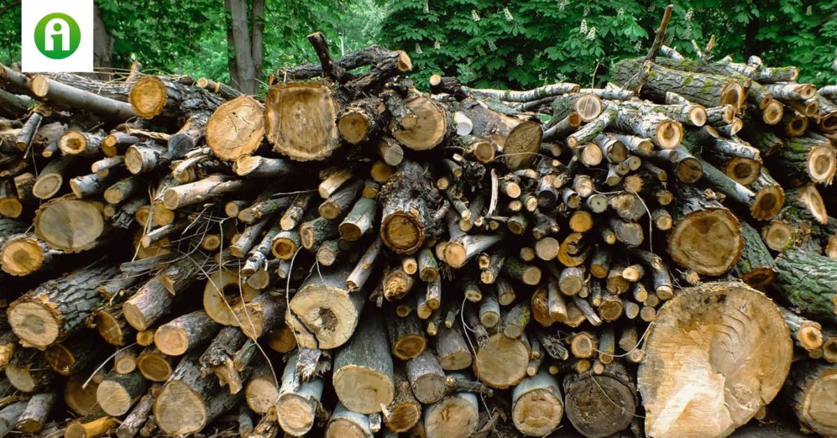 1,5 milliót érő fát lopott el, azonban csúnyán lebukott az erdész 1,5 milliót érő fát lopott el, azonban csúnyán lebukott az erdész