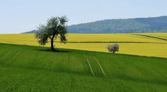 Így alakultak a szántóföldi vetésterületek