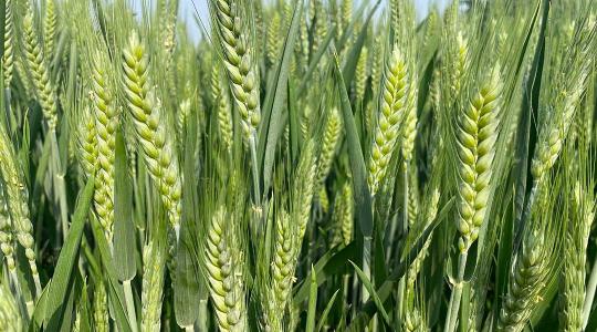 2 kreditet ér, ha részt veszel ezen az Agroinform webináriumon