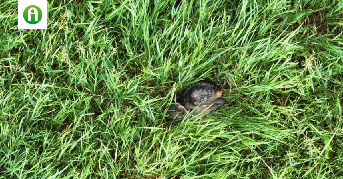 Kicsi és védtelen: fokozottan figyeljünk az őzgidákra kaszáláskor