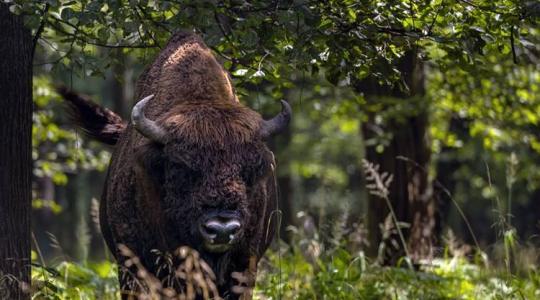 A bölények rengeteg szén-dioxid megkötésében segíthetnek 