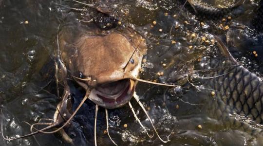 Magyar felfedezés adhat új löketet a harcsatenyésztésnek 