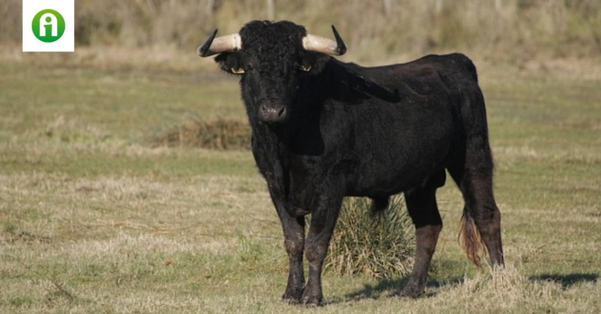 Nem volt kegyelem: levágták a szökött bikát Nem volt kegyelem: levágták a szökött bikát