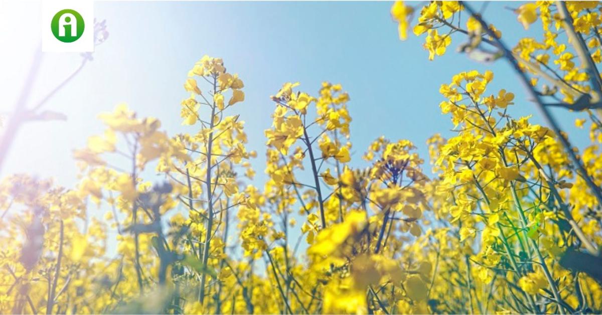 Innovatív megoldások repcében a Bayertől Innovatív megoldások repcében a Bayertől