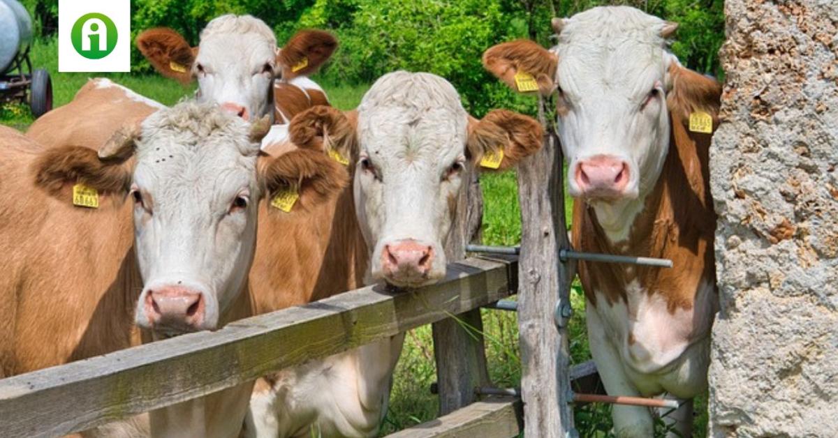 Hűtik a teheneket a hőségben