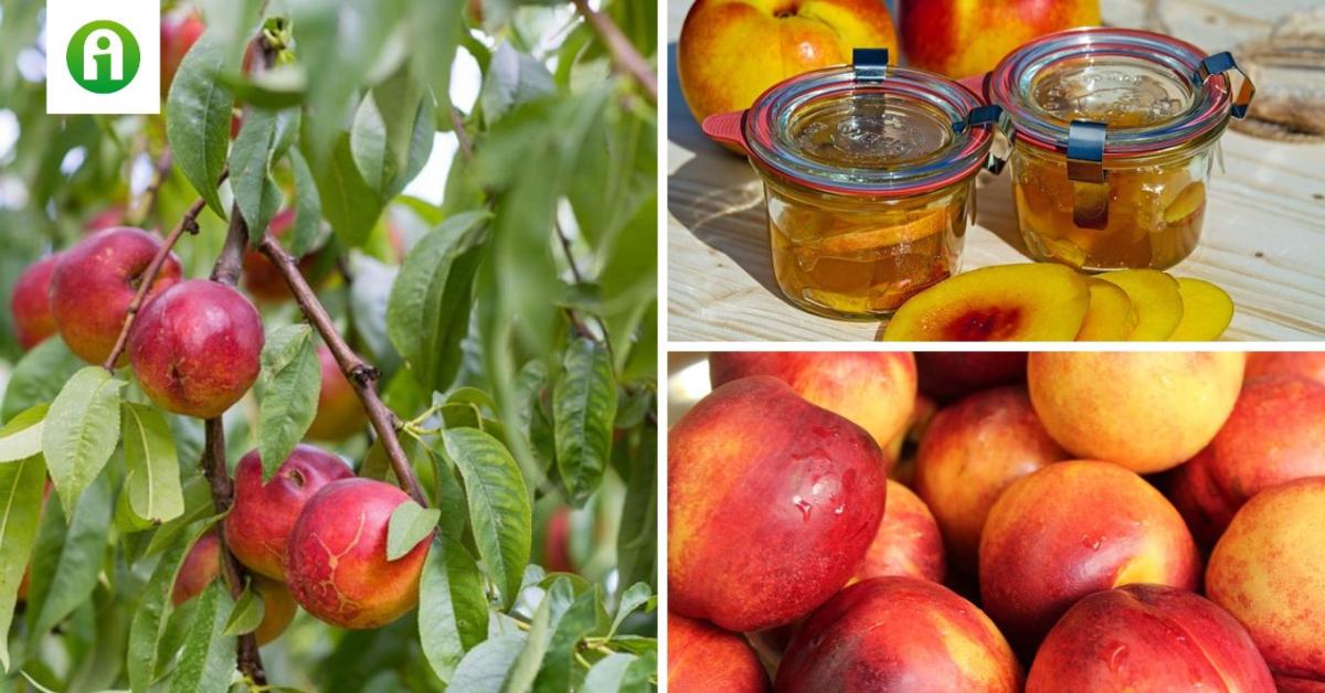 A nektarin és az őszibarack versenyében a nektarin áll nyerésre A nektarin és az őszibarack versenyében a nektarin áll nyerésre