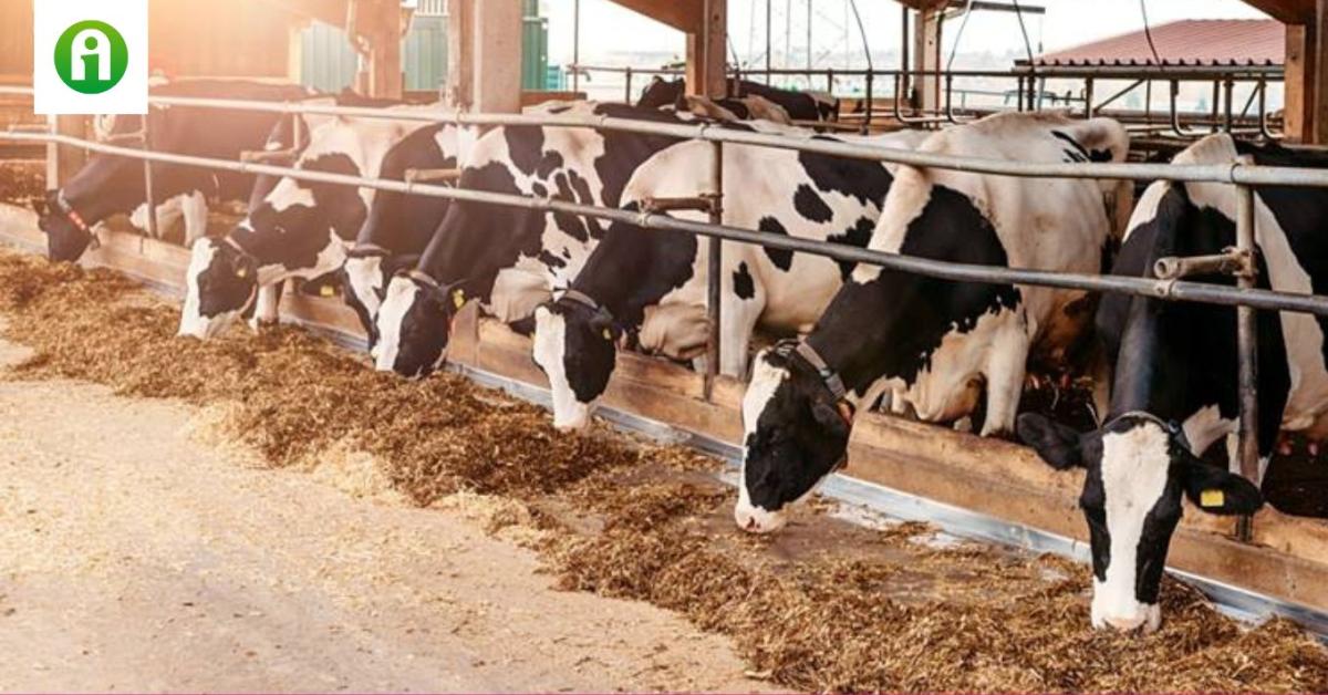 Van egy ország, amelyik tényleg megadóztatja a szellentő haszonállatokat Van egy ország, amelyik tényleg megadóztatja a szellentő haszonállatokat
