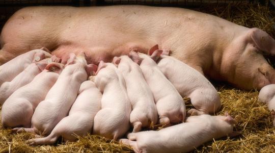 Fontos határidő közeleg! Így lehet igényelni a tenyészkoca állatjóléti támogatást