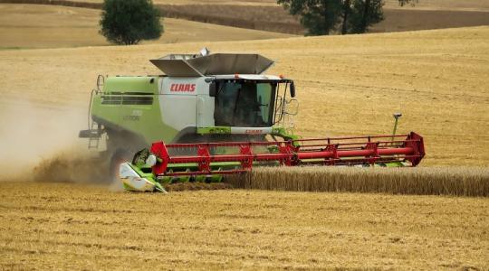 Vegyes kép fogadja az aratókat a földeken: van ami érik, van ami nem