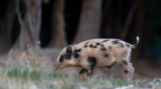 Különleges vaddisznókat kaptak lencsevégre a Dunántúlon