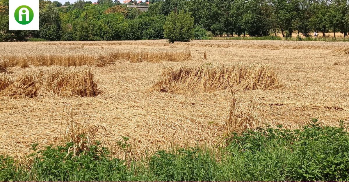 Minden a növénybetegségek terjedésének kedvez