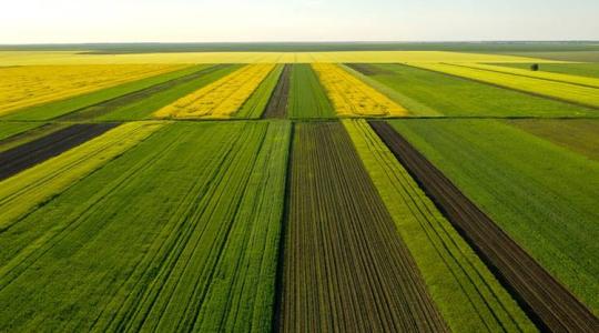 Ezek az EU-elnökség agrárcéljai, veszélyben a szőlő, jön a génmódosított kukorica