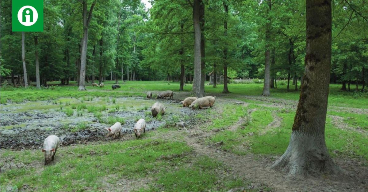Házisertés-tartás erdőben? Nem is gondolnád, mennyi előnye van +VIDEÓ