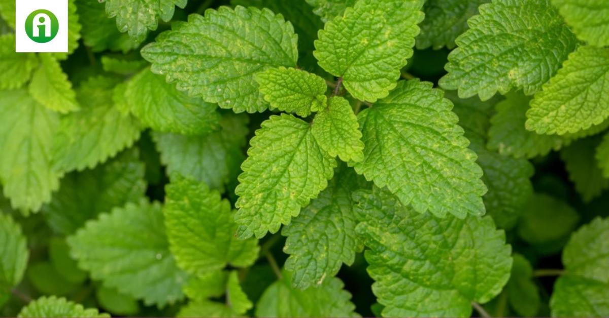 Citromfű: jóval több mint egy illatos növény a kertünkben Citromfű: jóval több mint egy illatos növény a kertünkben