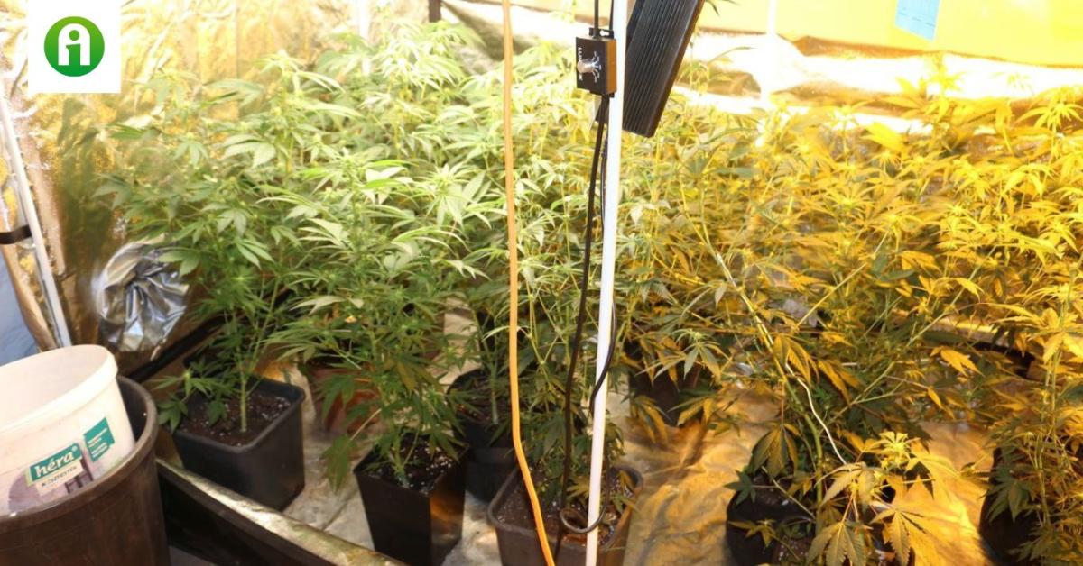 Húsfeldolgozó üzemben termesztett kannabiszt. Lebukott!
