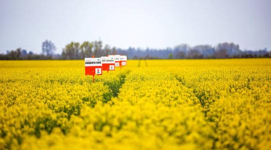 Kiszámítható repcetermés? Mutatjuk, melyek a több év átlagában jól teljesítő repcehibridek