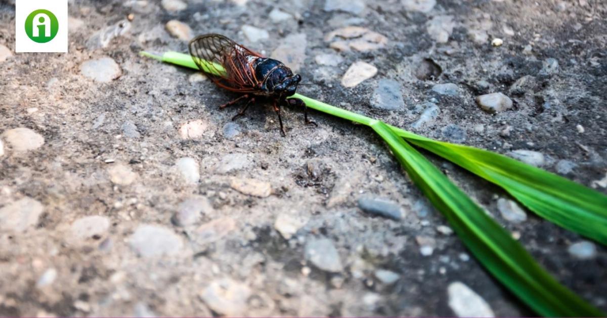 Mit tesznek a növényeinkkel a kabócák? 