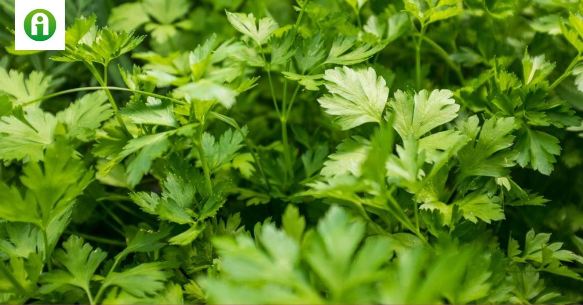 Gyulladások és magas vérnyomás esetén is hatásos, és a te konyhádban is ott van Gyulladások és magas vérnyomás esetén is hatásos, és a te konyhádban is ott van
