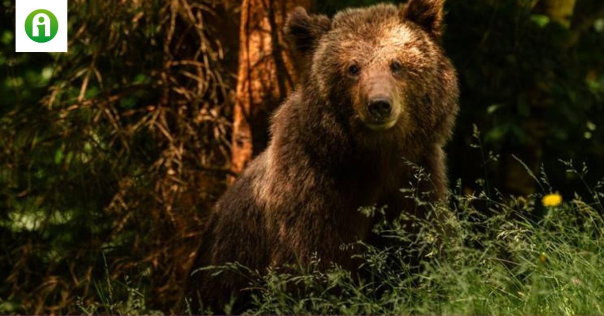 Több száz medvét fognak kilőni Romániában Több száz medvét fognak kilőni Romániában